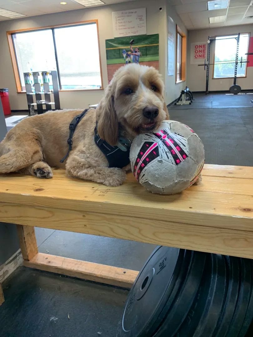 Milo Neff Coach at Relentless Athletics